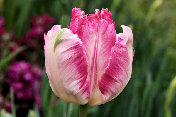 画像の説明 画像の説明